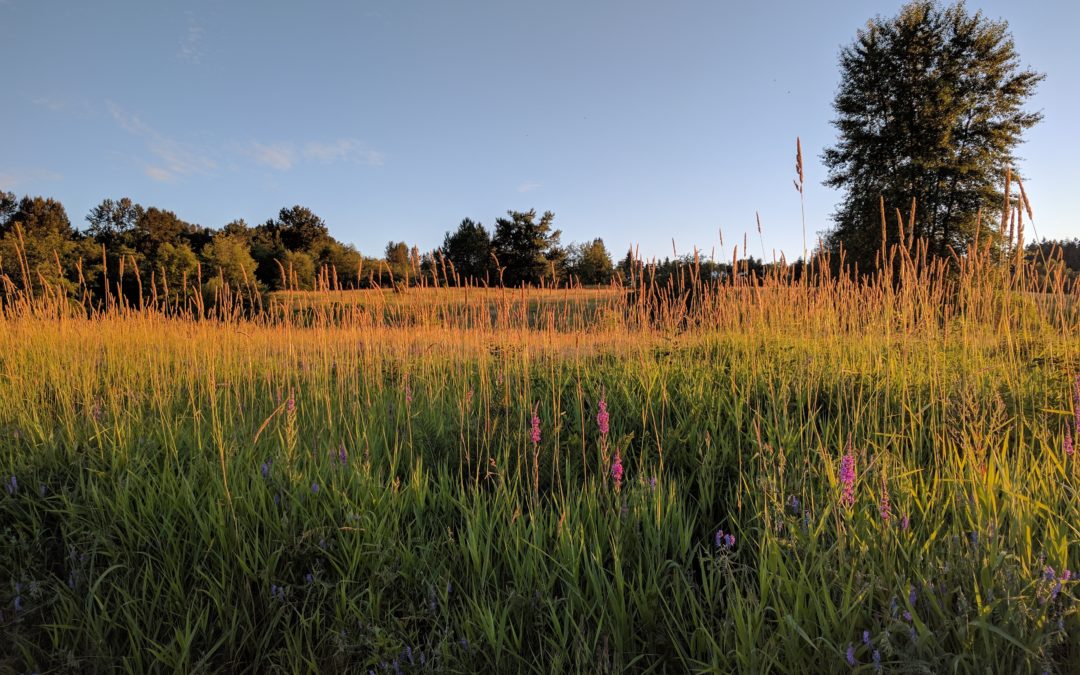 SGIMBC Member Newsletter Spring/Summer 2022