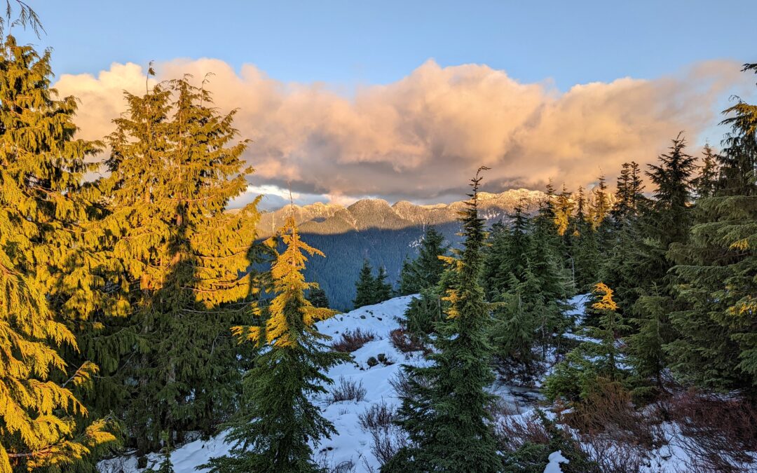 Member Newsletter – January 2026